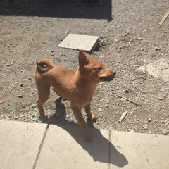 赤柴犬の仔犬です　