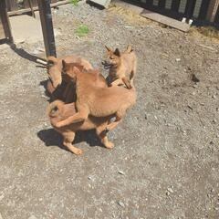 赤柴犬の仔犬です　 - 里親募集