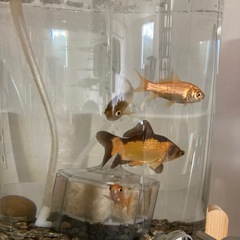 金魚　3匹