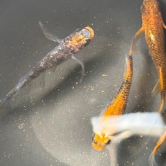 メダカの画像