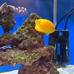 ヤッコ　ヘラルドヤッコ