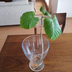 ウンベラータの苗