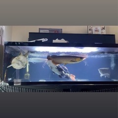 熱帯魚　水槽