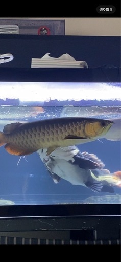 熱帯魚　水槽