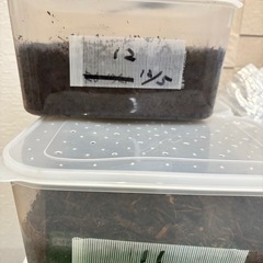 カブトムシの幼虫