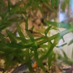 ミナミヌマエビ20匹の画像