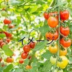 【激安】ミニトマトの苗【7月収穫！】リコピンたっぷり