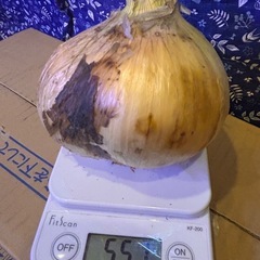 訳あり、選別もれ、新玉ねぎ
