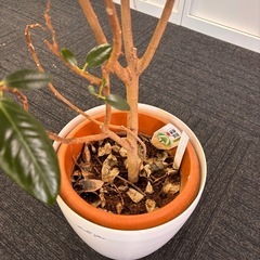 渋谷:観葉植物の画像