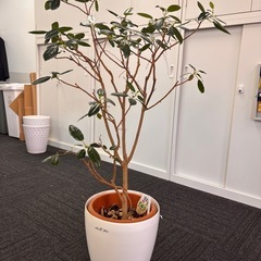 渋谷:観葉植物の画像