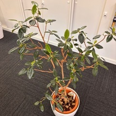渋谷:観葉植物の画像