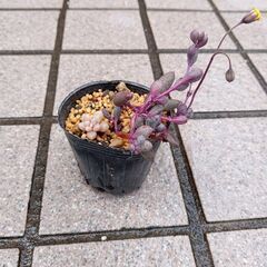 多肉植物