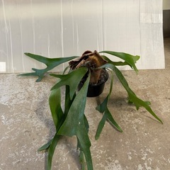 ビカクシダ　5寸