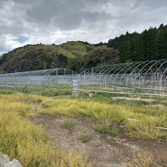 農業用ハウス13棟　の画像