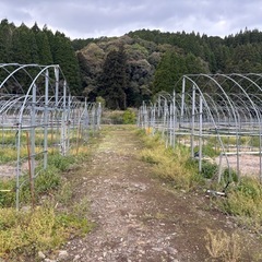 農業用ハウス13棟　の画像