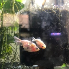 決まりました‼️引き取り限定‼️東海錦 稚魚の画像