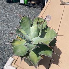 アガベの画像