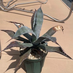 アガベの画像