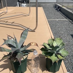 アガベ