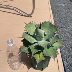 アガベの画像