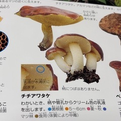 きのこに詳しい方！こどもと一緒に教えてください！ - 岡崎市