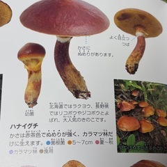 きのこに詳しい方！こどもと一緒に教えてください！