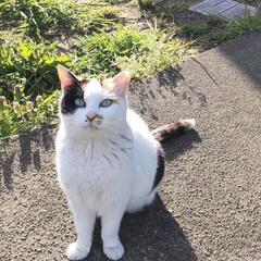三毛猫さん