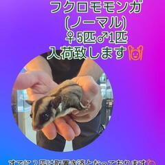 ４月１６日フクロモモンガ入荷！予約受付中