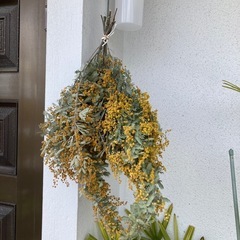 ミモザ　ドライフラワー　の画像