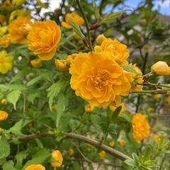 八重ヤマブキ