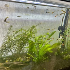 グッピーあげます（10匹程度）