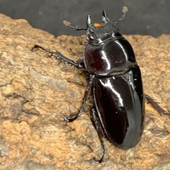 赤レギウスオオツヤクワガタ　ペアの画像