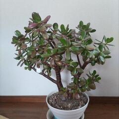 金のなる木　観葉植物格安