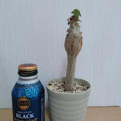 珊瑚油桐 サンゴアブラギリ