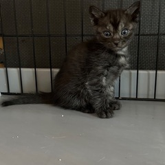生後1ヶ月　子猫のずっとのお家を探しています
