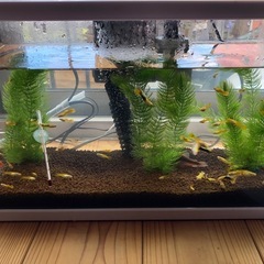 グッピー　熱帯魚