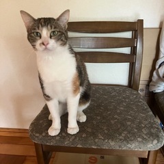 三毛猫　生後２、３年のメスです
