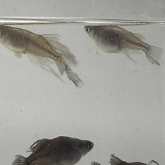 天風謙信メダカ　めだか　成魚　５匹