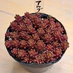 多肉植物　セダム　アルブムブラックベリーの画像
