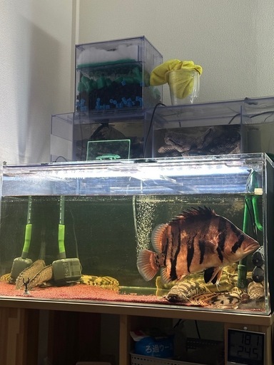 ダトニオプラスワン