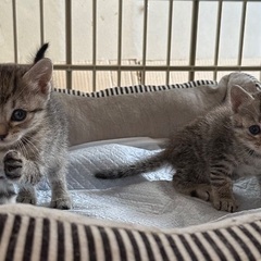 子猫　1ヶ月　２匹一緒に！ずっとのお家を探しています