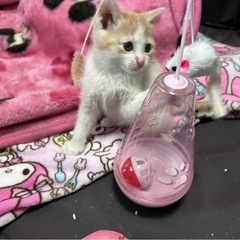 【決定しました】パステル系　お鼻のピンクが可愛い女の子 - 今治市