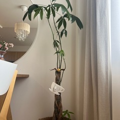 観葉植物パキラ