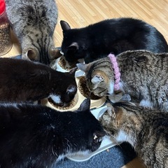 宗像市内　猫の預かりボランティアさん募集中❣️