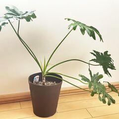 （お話し中/キャンセル待ち中）セローム　観葉植物　（株分けしました）