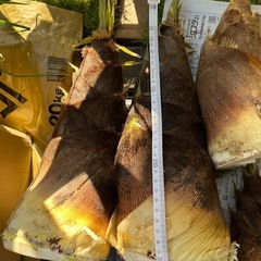 【新鮮柔らか】朝どれタケノコの画像