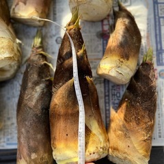 【新鮮柔らか】朝どれタケノコの画像