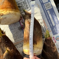 【新鮮柔らか】朝どれタケノコの画像