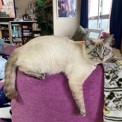 オス