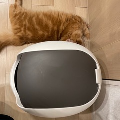 猫 トイレの画像